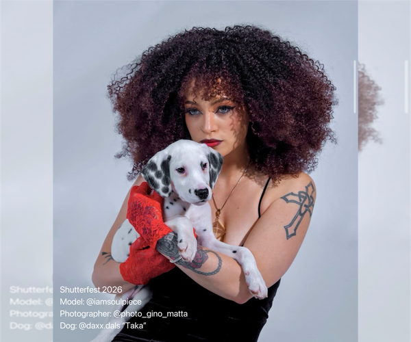 Medium Photo #15 Dalmatian Puppy For Sale in HIGHLAND, IL, USA