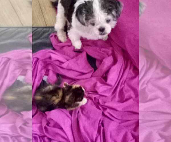 Medium Photo #3 Shih Tzu-Unknown Mix Puppy For Sale in Crescent City, FL, USA