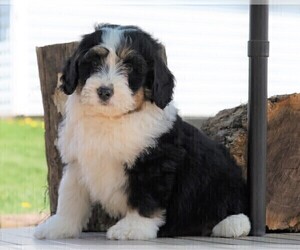 Miniature Bernedoodle Puppy for sale in FREDERICKSBG, OH, USA