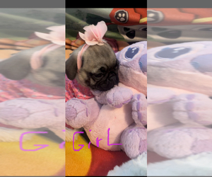 Pug Puppy for sale in FREDERICKSBURG, VA, USA