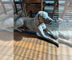 Small Photo #1 Weimaraner Puppy For Sale in Dallas, TX, USA