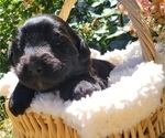 Puppy Neapolitan Aussiedoodle Miniature