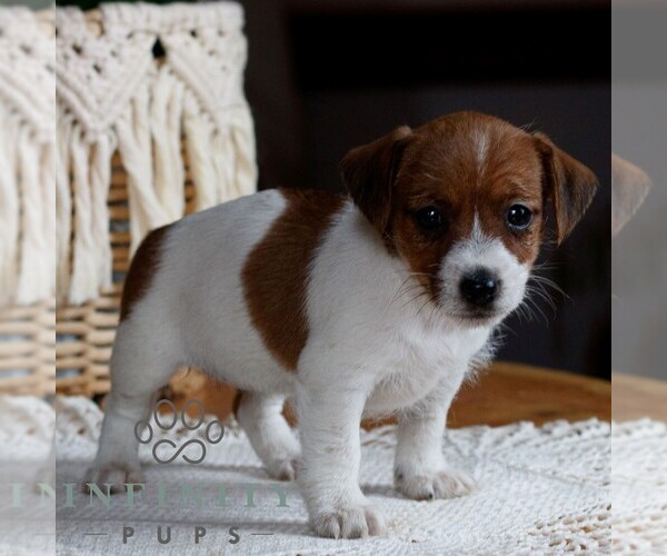 Medium Photo #3 Jack Tzu Puppy For Sale in EAST EARL, PA, USA