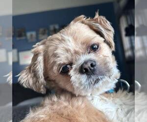 Shih Tzu Dogs for adoption in Fort Wayne, IN, USA