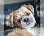 Small Shih Tzu