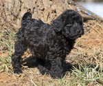 Small Photo #4 Labradoodle Puppy For Sale in ELLENBORO, NC, USA