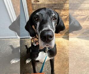 Great Dane Dogs for adoption in Huntersville, NC, USA