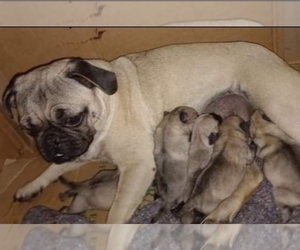 Mother of the American Lo-Sze Pugg puppies born on 03/02/2022