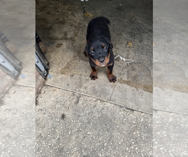 Medium Photo #1 Rottweiler Puppy For Sale in HYATTSVILLE, MD, USA