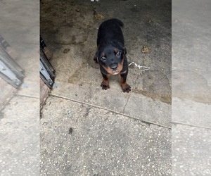 Rottweiler Puppy for sale in HYATTSVILLE, MD, USA