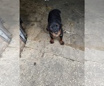 Small Rottweiler