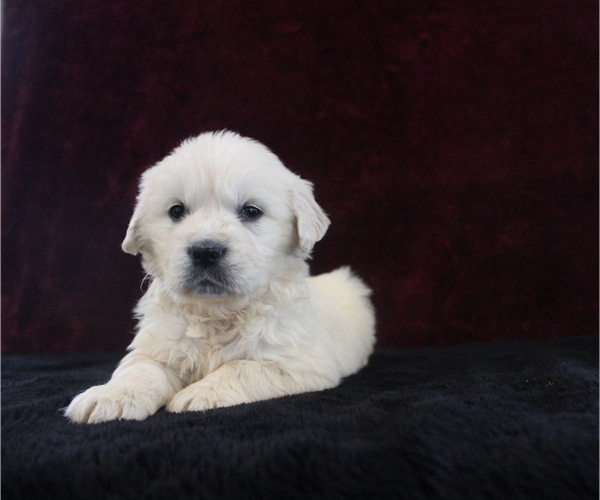 Medium Photo #7 English Cream Golden Retriever Puppy For Sale in MILLERSBURG, OH, USA