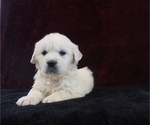 Small Photo #7 English Cream Golden Retriever Puppy For Sale in MILLERSBURG, OH, USA