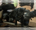 Small #10 Pug