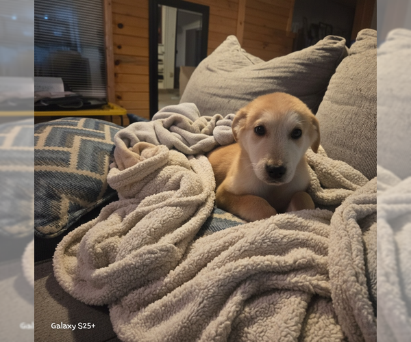 Medium Photo #2 Anatolian Pyrenees Puppy For Sale in MIDWAY, UT, USA