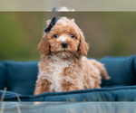 Puppy 5 Maltipoo (Miniature)