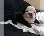 Small Photo #2 Bulldog Puppy For Sale in EAST HAVEN, CT, USA