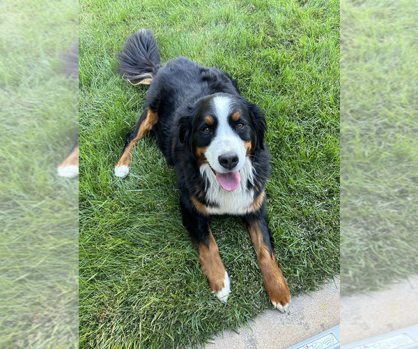 Medium Photo #20 Bernese Mountain Dog Puppy For Sale in ENOCH, UT, USA