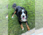 Small Photo #20 Bernese Mountain Dog Puppy For Sale in ENOCH, UT, USA
