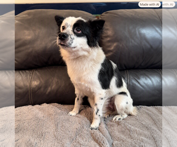 Medium Photo #3 Cocker Spaniel-Unknown Mix Puppy For Sale in Menifee, CA, USA