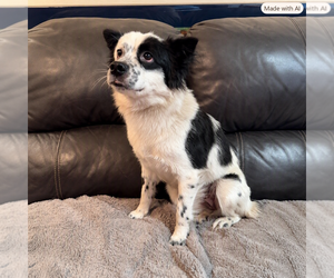 Juniper - Female Cocker Spaniel-Unknown Mix Dog for Adoption - Photo #3