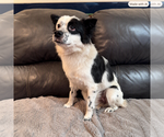 Small Photo #3 Cocker Spaniel-Unknown Mix Puppy For Sale in Menifee, CA, USA