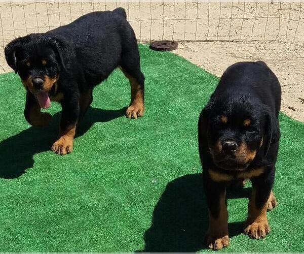 Medium Photo #2 Rottweiler Puppy For Sale in VICTORVILLE, CA, USA