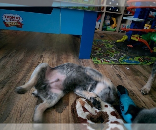 Medium Photo #3 Australian Cattle Dog Puppy For Sale in VANCOUVER, WA, USA