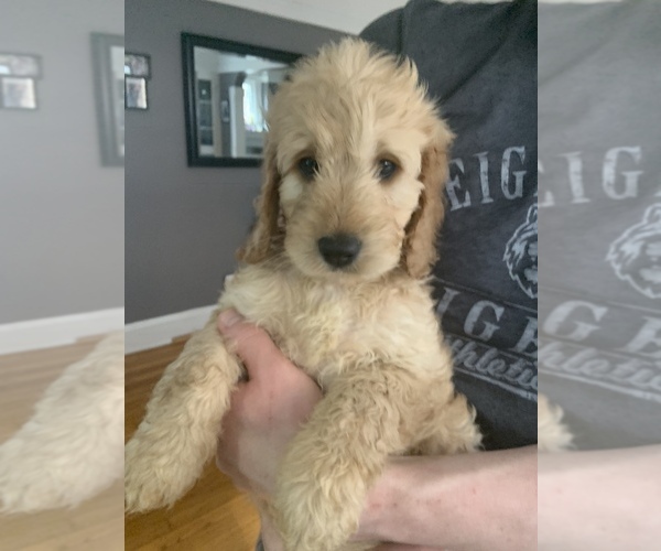 Medium Photo #6 Cock-A-Poo-Goldendoodle Mix Puppy For Sale in CLEVELAND HEIGHTS, OH, USA