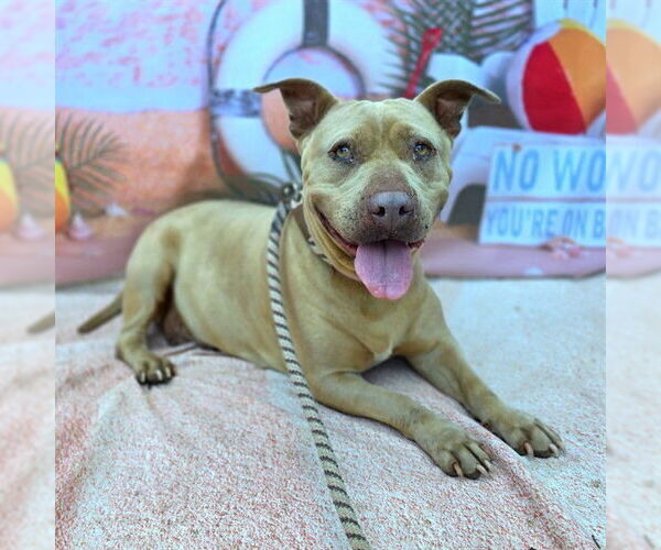 Medium Photo #2 American Pit Bull Terrier-Unknown Mix Puppy For Sale in Long Beach, CA, USA
