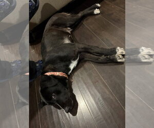 Kisses - Female Border Collie-Unknown Mix Dog for Adoption - Photo #4