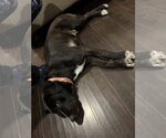 Small Photo #4 Border Collie-Unknown Mix Puppy For Sale in The Woodlands, TX, USA