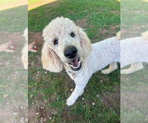 Poodle (Standard) Dogs for adoption in Pacolet, SC, USA