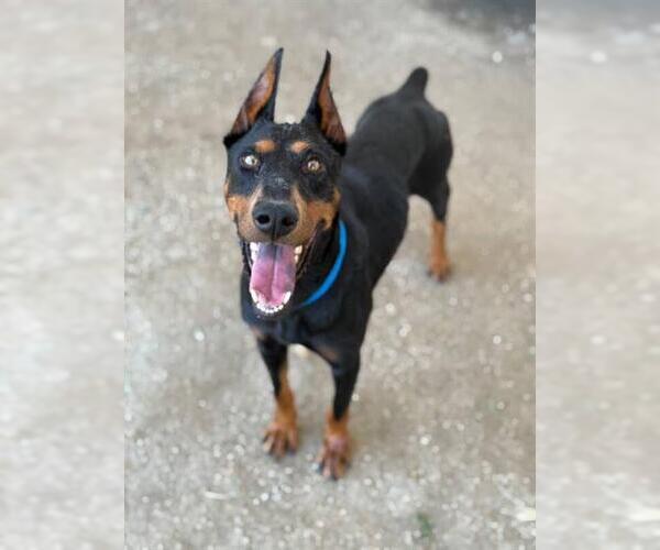Medium Photo #1 Doberman Pinscher Puppy For Sale in Riverside, CA, USA