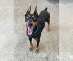 Small Doberman Pinscher