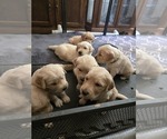 Small Photo #1 Golden Retriever Puppy For Sale in EUGENE, OR, USA