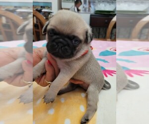 Pug Puppy for sale in BRANDON, FL, USA