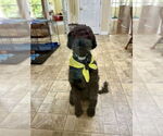 Small #1 Goldendoodle