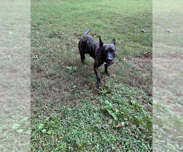 Medium Photo #1 American Boston Bull Terrier Puppy For Sale in Ball Ground, GA, USA
