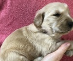 Small Photo #3 Golden Retriever Puppy For Sale in MCCOMB, MS, USA