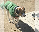 Small Photo #9 Beagle-Coonhound Mix Puppy For Sale in Spring Lake, NJ, USA