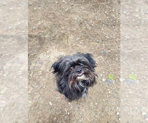 Medium Photo #1 Shih Tzu-Unknown Mix Puppy For Sale in Calgary, Alberta, Canada