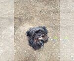 Small Shih Tzu Mix