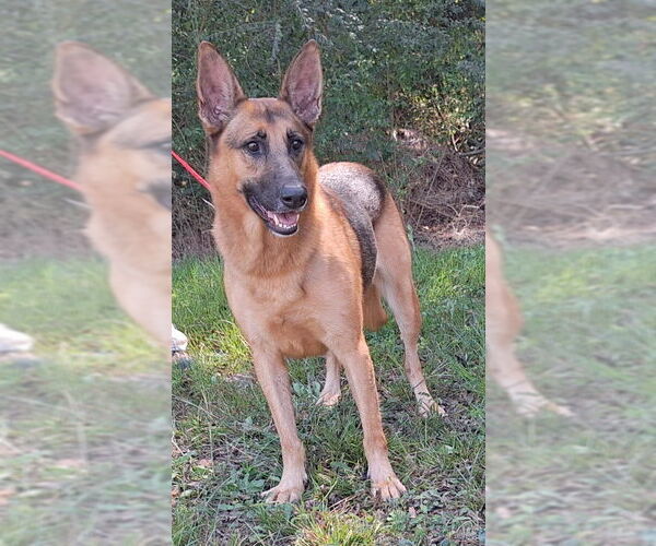 Medium Photo #4 German Shepherd Dog-Unknown Mix Puppy For Sale in Wetumpka, AL, USA