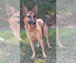 Small #3 German Shepherd Dog Mix