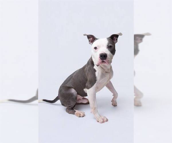 Medium Photo #4 Mutt Puppy For Sale in Rockville, MD, USA