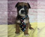 Small Border Collie Mix
