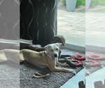 Small #1 Labrador Retriever Mix