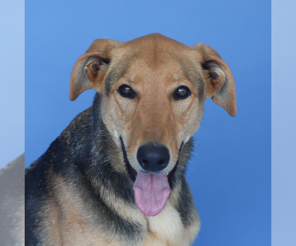 Medium Photo #1 German Shepherd Dog-Unknown Mix Puppy For Sale in Pasadena, CA, USA