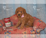 Small Photo #1 Poodle (Toy) Puppy For Sale in SANGER, TX, USA